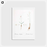 アートポストカード-Leucoium trichophyllum illustration - ピエール ジョゼフ ルドゥーテ Postcard.