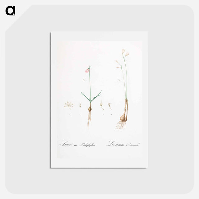 アートポストカード-Leucoium trichophyllum illustration - ピエール ジョゼフ ルドゥーテ Postcard.