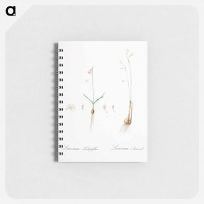 アートメモ帳-Leucoium trichophyllum illustration - ピエール ジョゼフ ルドゥーテ Memo.