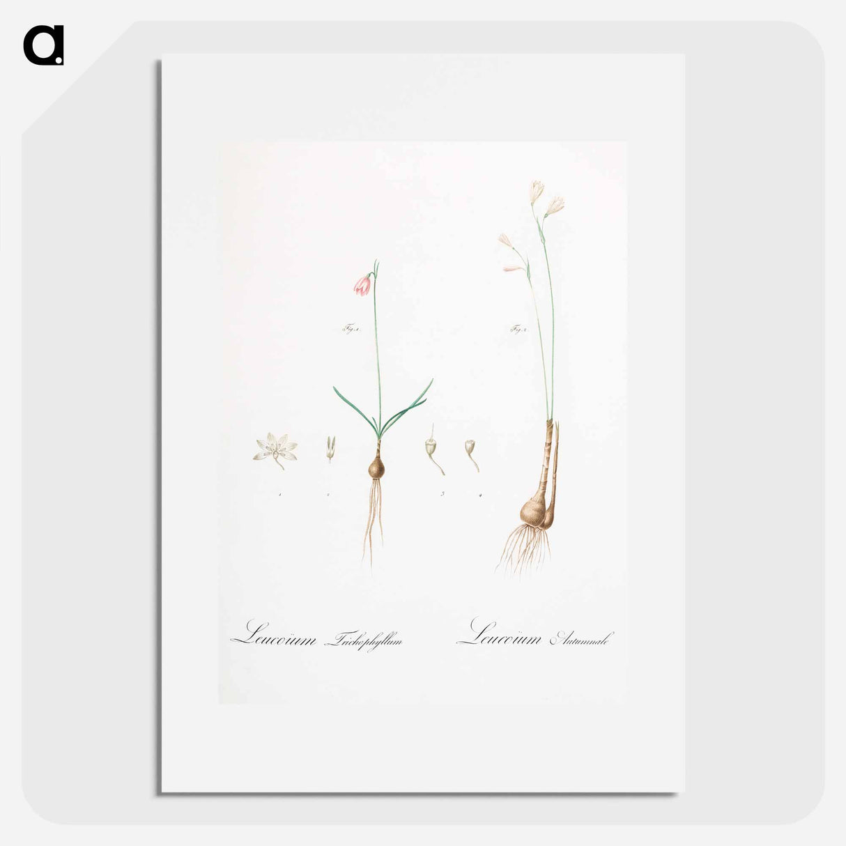 Leucoium trichophyllum illustration - ピエール ジョゼフ ルドゥーテ Poster.