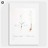 Leucoium trichophyllum illustration - Pierre Joseph Redouté Poster.