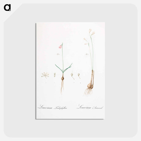 アートポストカード-Leucoium trichophyllum illustration - ピエール ジョゼフ ルドゥーテ Postcard.