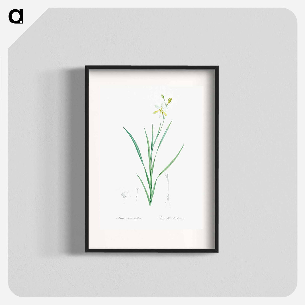Ixia anemonae flora illustration - Pierre Joseph Redouté Poster.