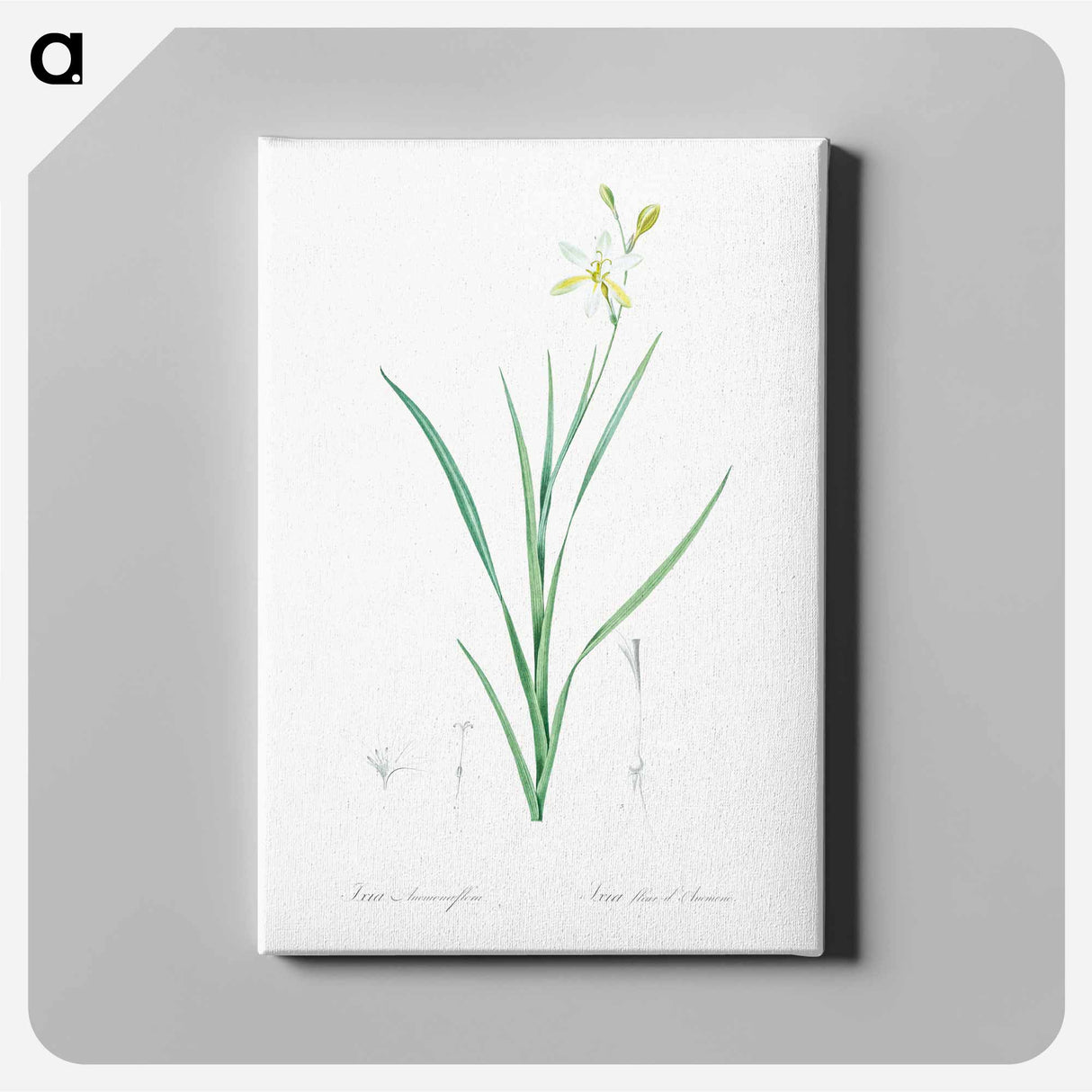 アートパネル-Ixia anemonae flora illustration - ピエール ジョゼフ ルドゥーテ Canvas.