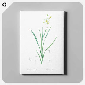 アートパネル-Ixia anemonae flora illustration - ピエール ジョゼフ ルドゥーテ Canvas.