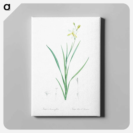 アートパネル-Ixia anemonae flora illustration - ピエール ジョゼフ ルドゥーテ Canvas.