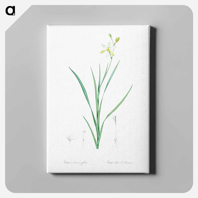 アートパネル-Ixia anemonae flora illustration - ピエール ジョゼフ ルドゥーテ Canvas.