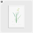 アートポストカード-Ixia anemonae flora illustration - ピエール ジョゼフ ルドゥーテ Postcard.