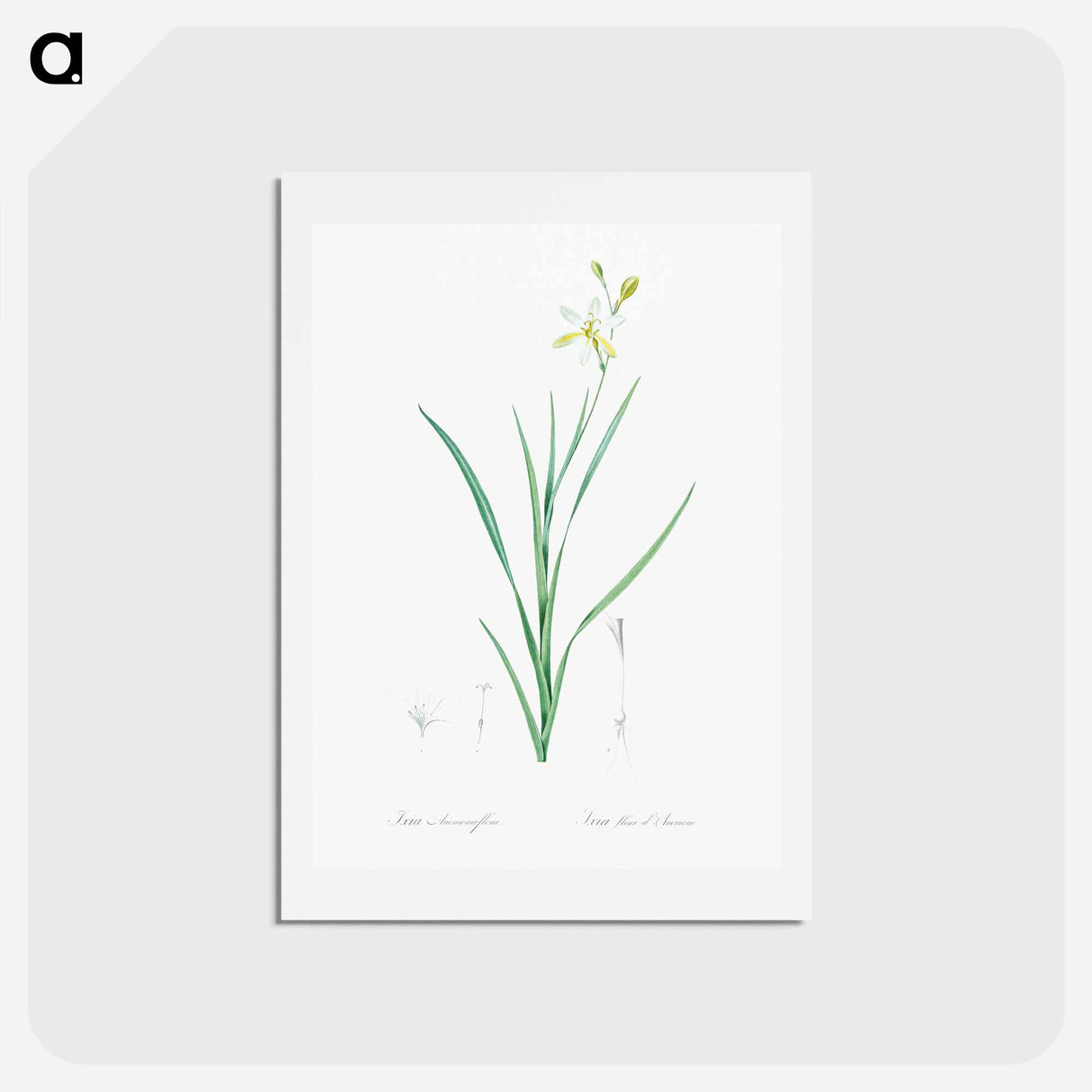 アートポストカード-Ixia anemonae flora illustration - ピエール ジョゼフ ルドゥーテ Postcard.