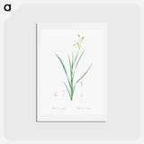 アートポストカード-Ixia anemonae flora illustration - ピエール ジョゼフ ルドゥーテ Postcard.