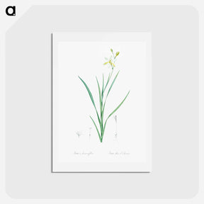 アートポストカード-Ixia anemonae flora illustration - ピエール ジョゼフ ルドゥーテ Postcard.