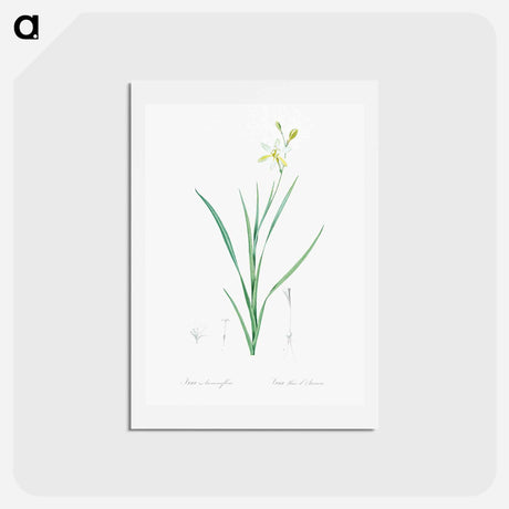 アートポストカード-Ixia anemonae flora illustration - ピエール ジョゼフ ルドゥーテ Postcard.