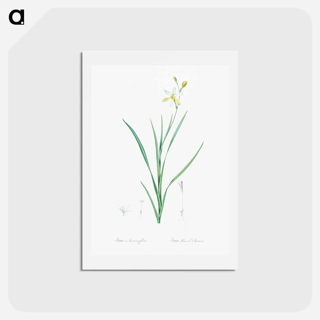アートポストカード-Ixia anemonae flora illustration - ピエール ジョゼフ ルドゥーテ Postcard.