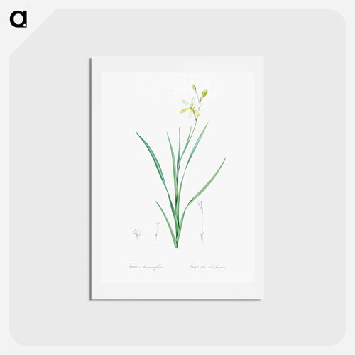 Ixia anemonae flora illustration - ピエール ジョゼフ ルドゥーテ Postcard.