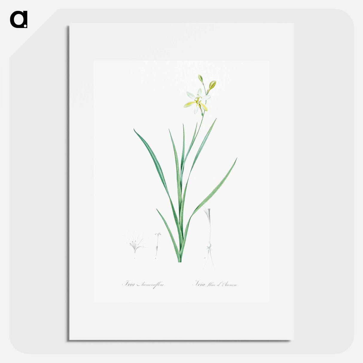 Ixia anemonae flora illustration - Pierre Joseph Redouté Poster.