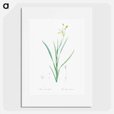 Ixia anemonae flora illustration - Pierre Joseph Redouté Poster.