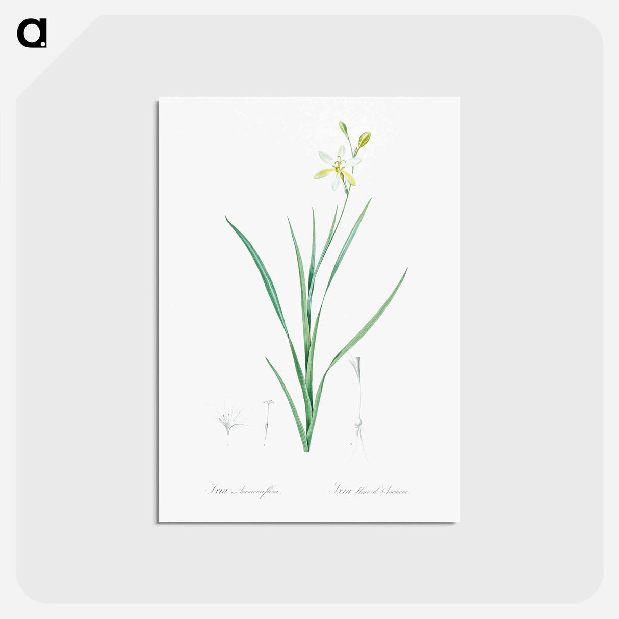 アートポストカード-Ixia anemonae flora illustration - ピエール ジョゼフ ルドゥーテ Postcard.