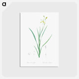 アートポストカード-Ixia anemonae flora illustration - ピエール ジョゼフ ルドゥーテ Postcard.