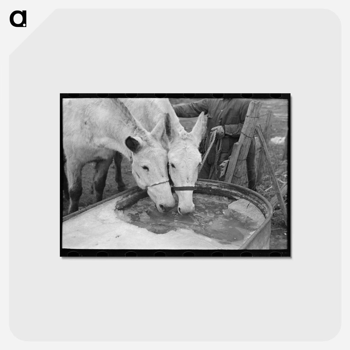 アートポストカード-Breaking Ice for Mules
 - ラッセル リー Postcard.