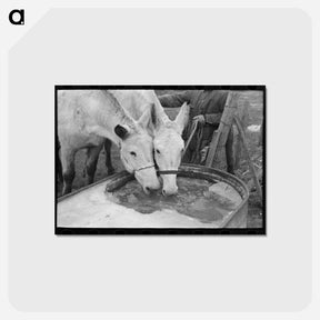 アートポストカード-Breaking Ice for Mules
 - ラッセル リー Postcard.