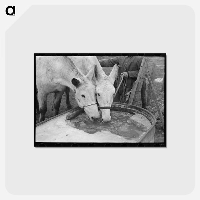 アートポストカード-Breaking Ice for Mules
 - ラッセル リー Postcard.