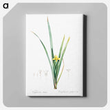アートパネル-Yellow iris illustration - ピエール ジョゼフ ルドゥーテ Canvas.
