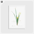 アートポストカード-Yellow iris illustration - ピエール ジョゼフ ルドゥーテ Postcard.
