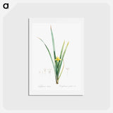 アートポストカード-Yellow iris illustration - ピエール ジョゼフ ルドゥーテ Postcard.
