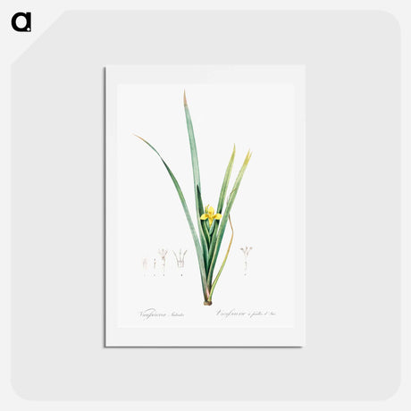 アートポストカード-Yellow iris illustration - ピエール ジョゼフ ルドゥーテ Postcard.