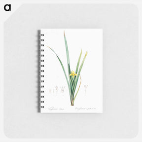 アートメモ帳-Yellow iris illustration - ピエール ジョゼフ ルドゥーテ Memo.