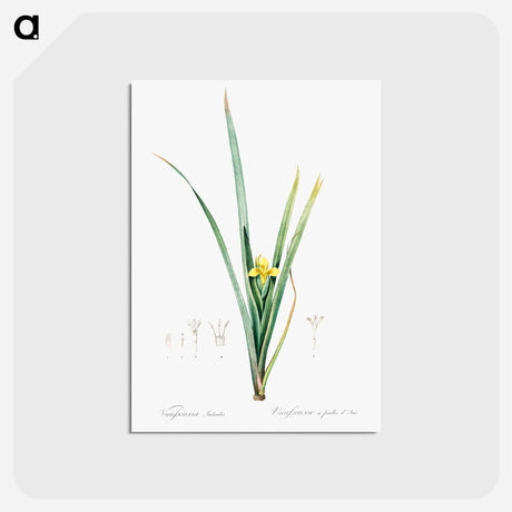 アートポストカード-Yellow iris illustration - ピエール ジョゼフ ルドゥーテ Postcard.