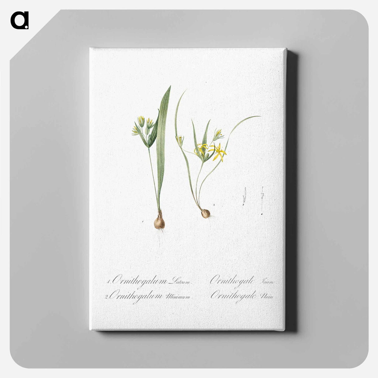 アートパネル-Yellow star-of-bethlehem - ピエール ジョゼフ ルドゥーテ Canvas.