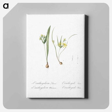 アートパネル-Yellow star-of-bethlehem - ピエール ジョゼフ ルドゥーテ Canvas.