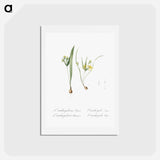 アートポストカード-Yellow star-of-bethlehem - ピエール ジョゼフ ルドゥーテ Postcard.