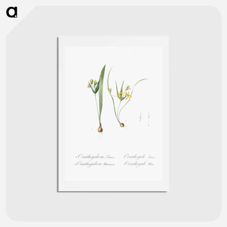 アートポストカード-Yellow star-of-bethlehem - ピエール ジョゼフ ルドゥーテ Postcard.