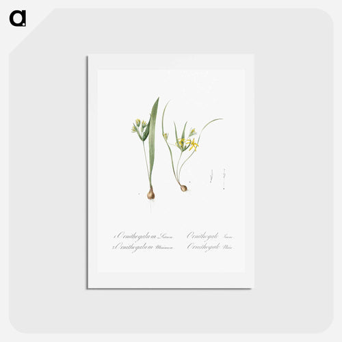 Yellow star-of-bethlehem - ピエール ジョゼフ ルドゥーテ Postcard.