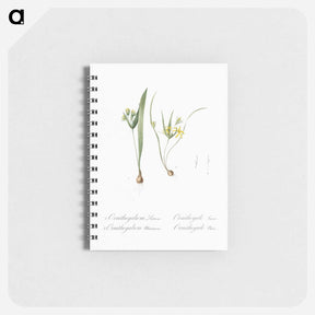 アートメモ帳-Yellow star-of-bethlehem - ピエール ジョゼフ ルドゥーテ Memo.