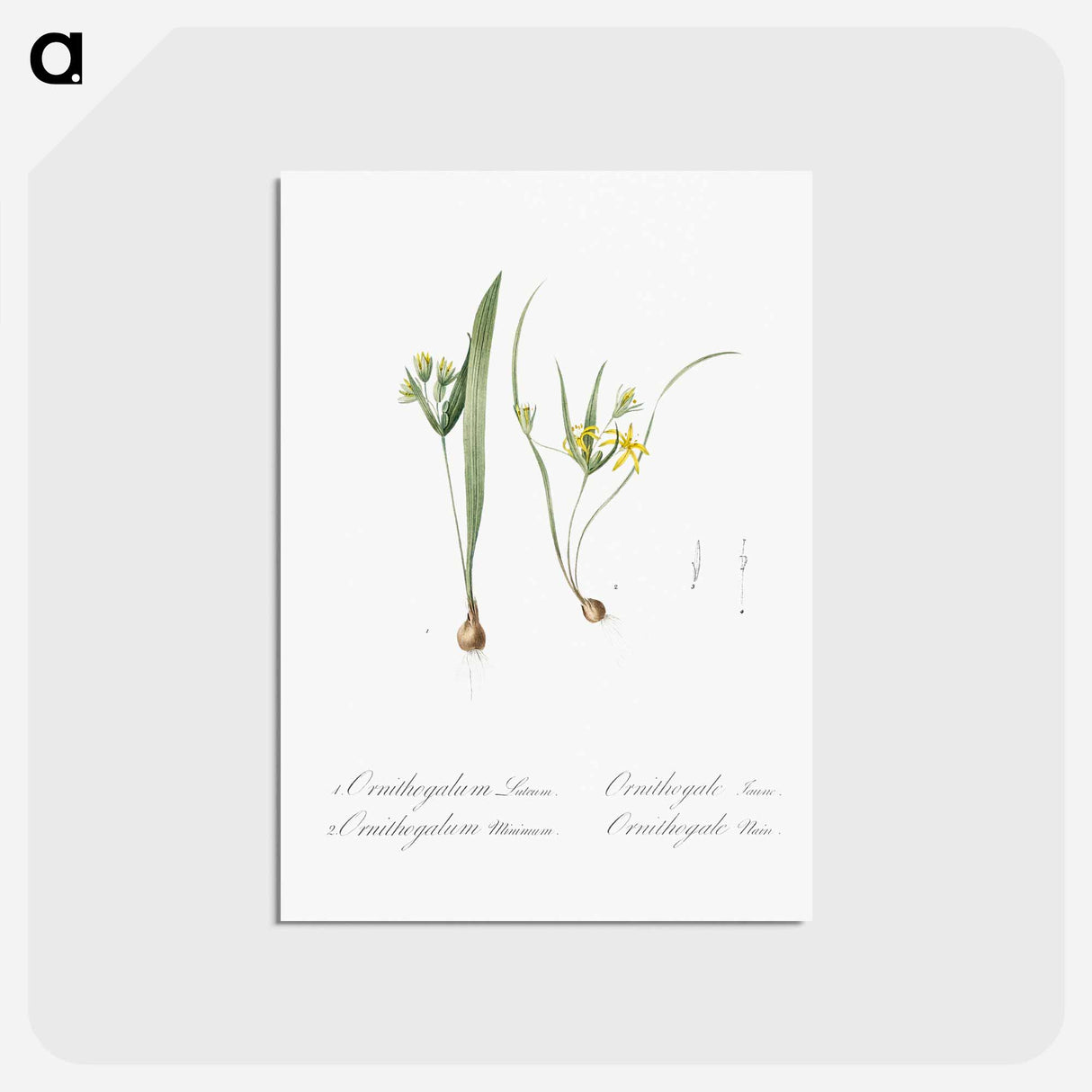 アートポストカード-Yellow star-of-bethlehem - ピエール ジョゼフ ルドゥーテ Postcard.