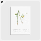 アートポストカード-Yellow star-of-bethlehem - ピエール ジョゼフ ルドゥーテ Postcard.