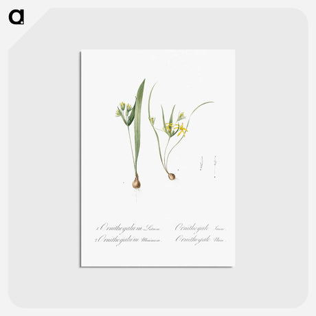 アートポストカード-Yellow star-of-bethlehem - ピエール ジョゼフ ルドゥーテ Postcard.