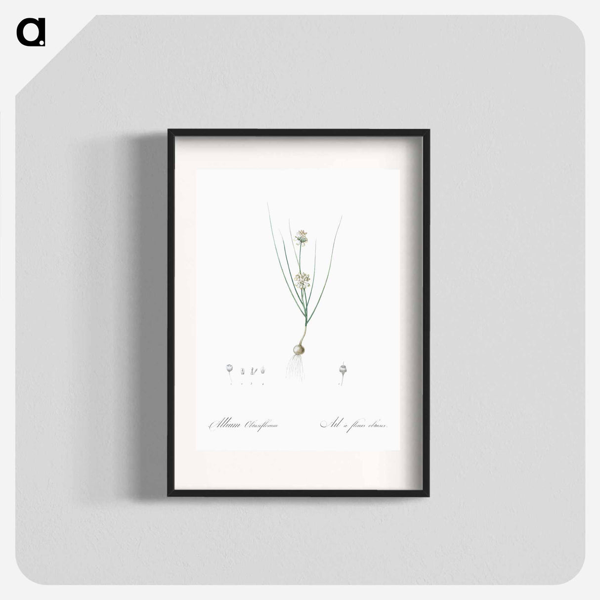 Allium obtusiflorum illustration - ピエール ジョゼフ ルドゥーテ Poster.