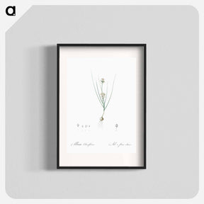 アートポスター-Allium obtusiflorum illustration - ピエール ジョゼフ ルドゥーテ Poster.