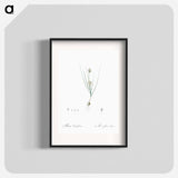 Allium obtusiflorum illustration - ピエール ジョゼフ ルドゥーテ Poster.