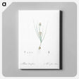 アートパネル-Allium obtusiflorum illustration - ピエール ジョゼフ ルドゥーテ Canvas.