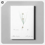 アートパネル-Allium obtusiflorum illustration - ピエール ジョゼフ ルドゥーテ Canvas.