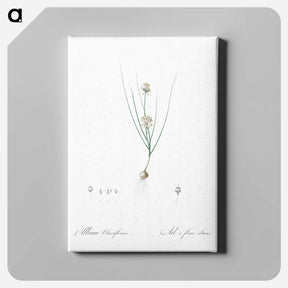 アートパネル-Allium obtusiflorum illustration - ピエール ジョゼフ ルドゥーテ Canvas.
