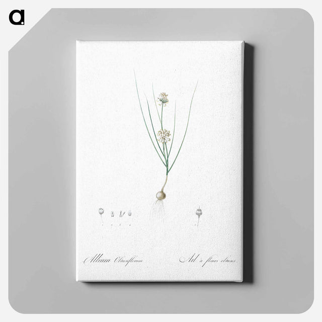 アートパネル-Allium obtusiflorum illustration - ピエール ジョゼフ ルドゥーテ Canvas.