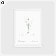アートポストカード-Allium obtusiflorum illustration - ピエール ジョゼフ ルドゥーテ Postcard.
