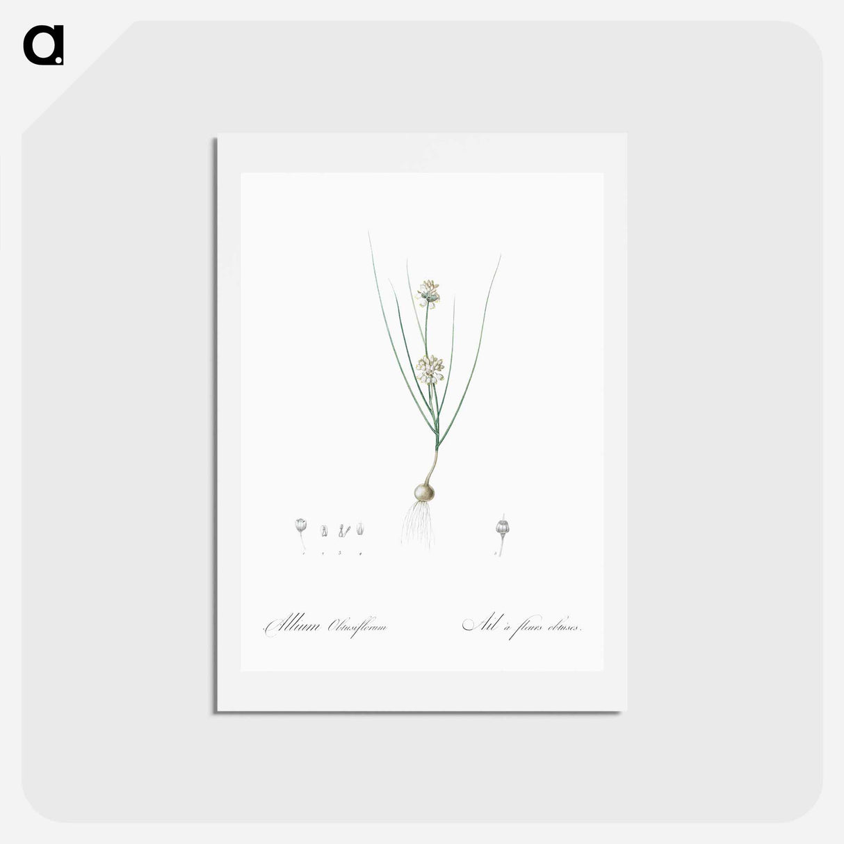 アートポストカード-Allium obtusiflorum illustration - ピエール ジョゼフ ルドゥーテ Postcard.