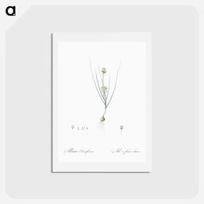 アートポストカード-Allium obtusiflorum illustration - ピエール ジョゼフ ルドゥーテ Postcard.